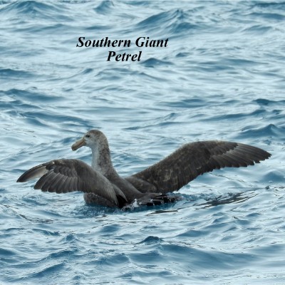 Southern Giant Petrel